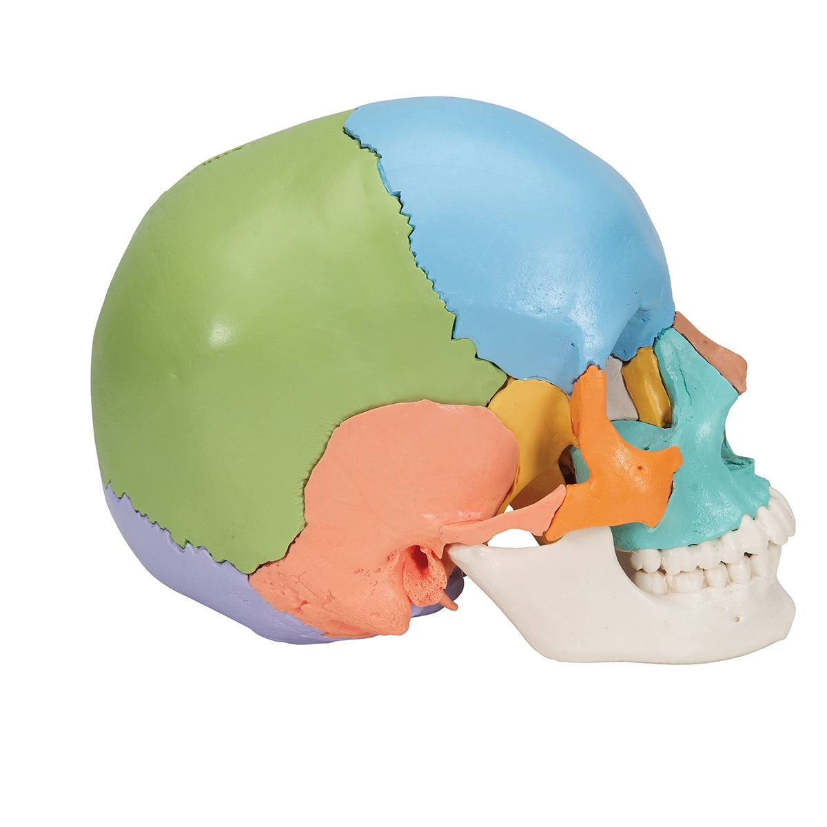 Beauchene Adult Human Skull Model, Didactic Colored Version, 22 part - 3B Scientific