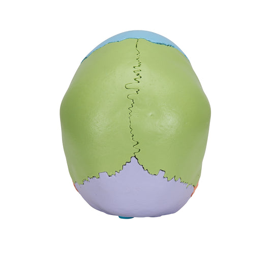 Beauchene Adult Human Skull Model, Didactic Colored Version, 22 part - 3B Scientific
