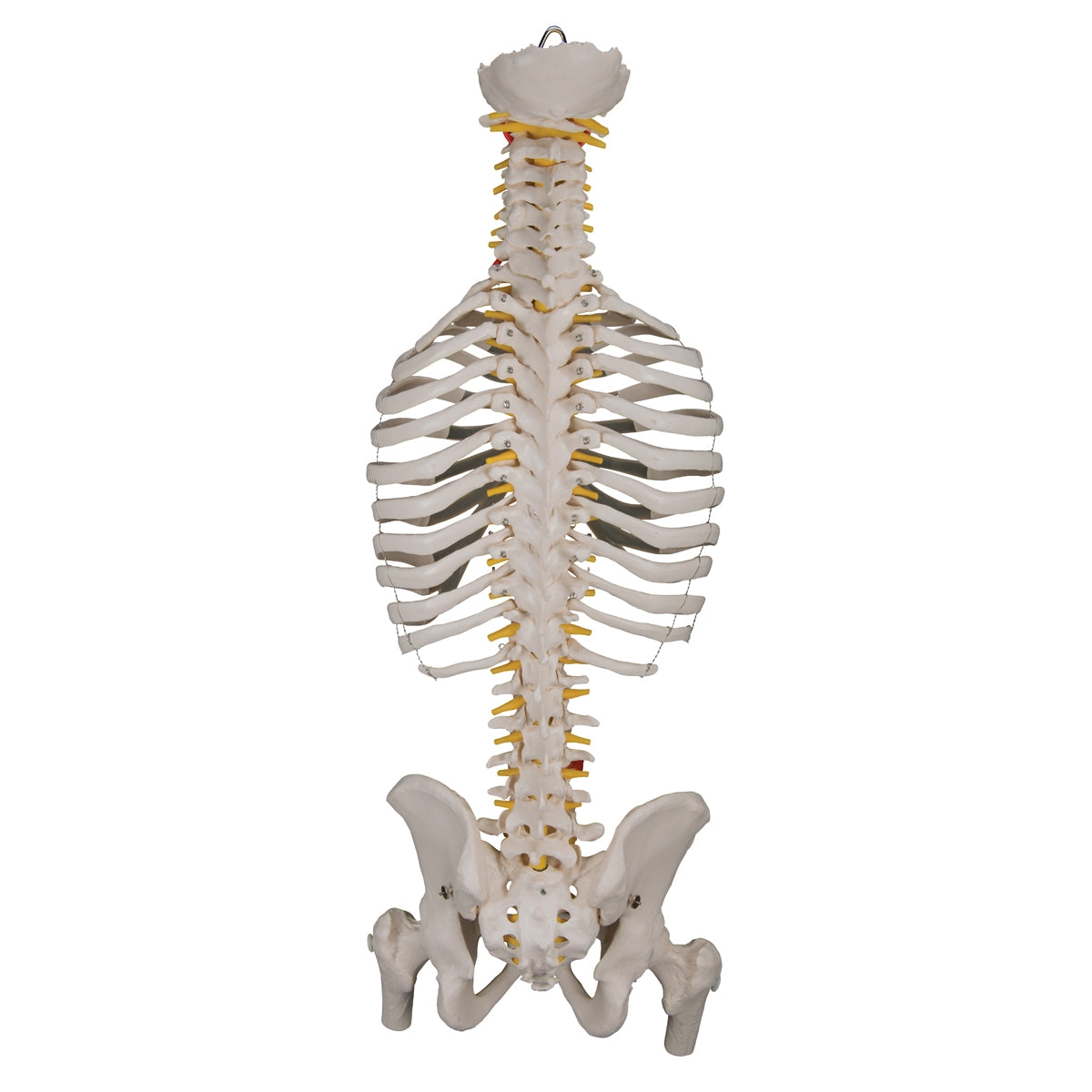 Classic Flexible Human Spine Model with Ribs & Femur Heads - 3B Scientific
