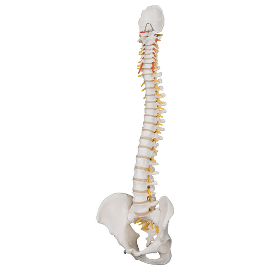 lassic Flexible Human Spine Model - 3B Scientific