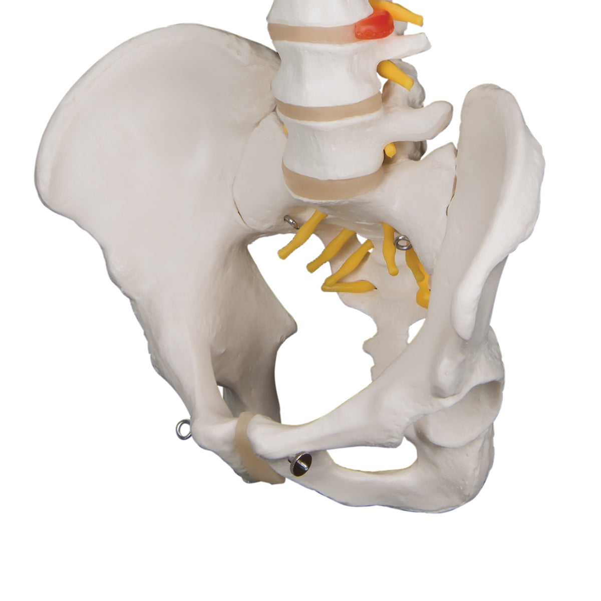 lassic Flexible Human Spine Model - 3B Scientific