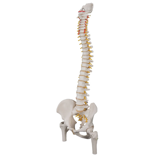 Classic Flexible Human Spine Model with Femur Heads - 3B Scientific