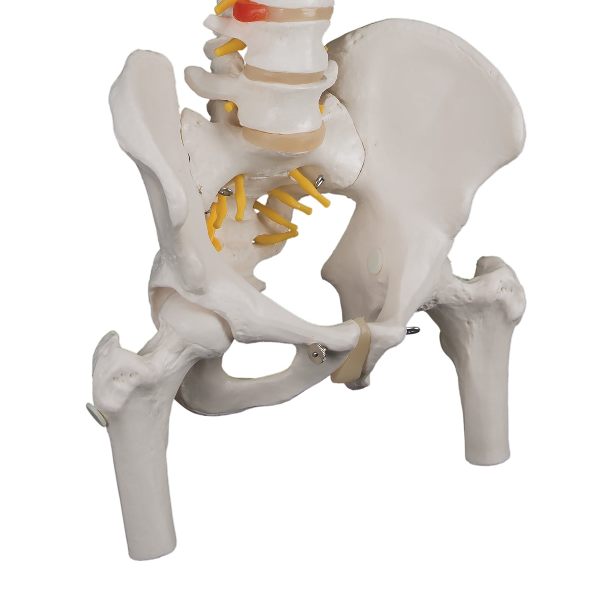 Classic Flexible Human Spine Model with Femur Heads - 3B Scientific