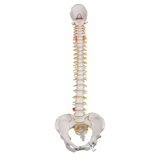Classic Flexible Human Spine Model with Female Pelvis - 3B Scientific