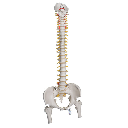 Highly Flexible Human Spine Model, Mounted on a Flexible Core, with Femur Heads - 3B Scientific