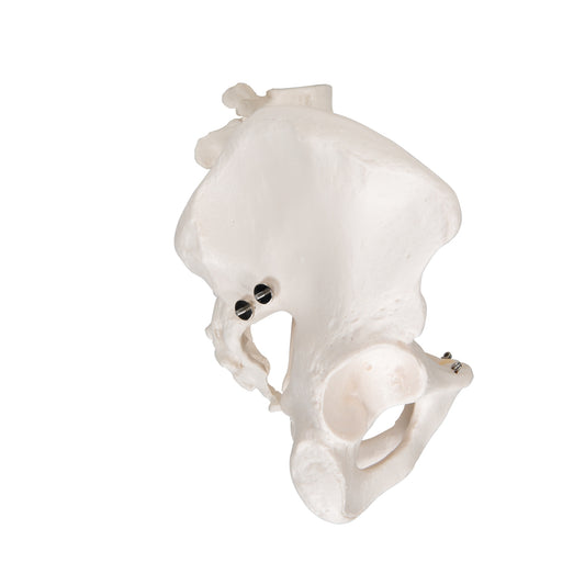 Human Male Pelvis Skeleton Model - 3B Scientific