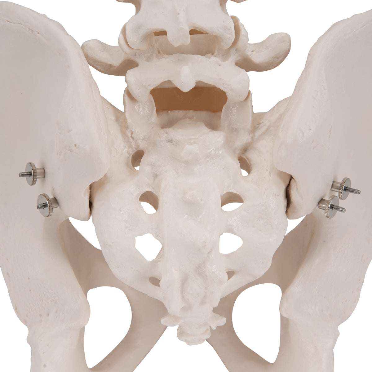 Human Male Pelvis Skeleton Model - 3B Scientific