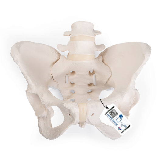 Flexible Human Female Pelvis Model, Flexibly Mounted - 3B Scientific