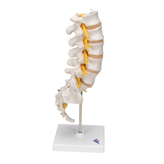 Lumbar Human Spinal Column Model - 3B Scientific