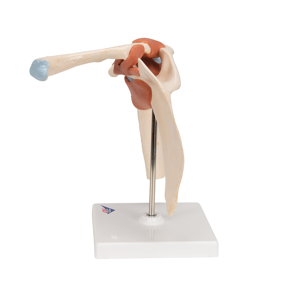 Deluxe Functional Human Shoulder Joint, Physiological Movable - 3B Scientific