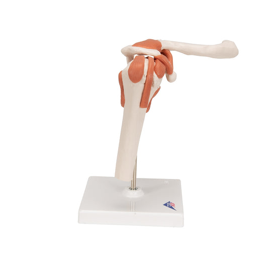 Functional Human Shoulder Joint - 3B Scientific
