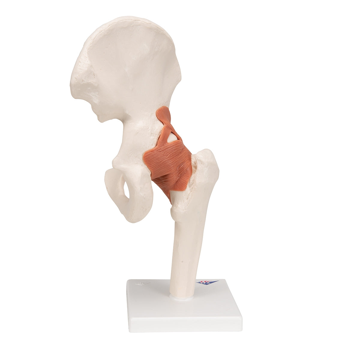 Functional Human Hip Joint Model - 3B Scientific