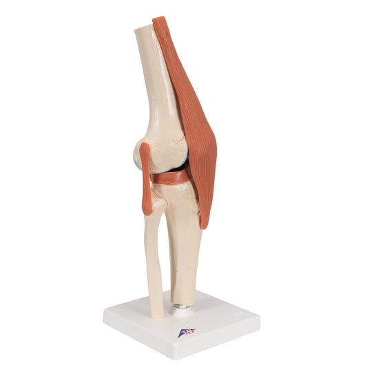 Functional Human Knee Joint Model with Ligaments & Marked Cartilage - 3B Scientific