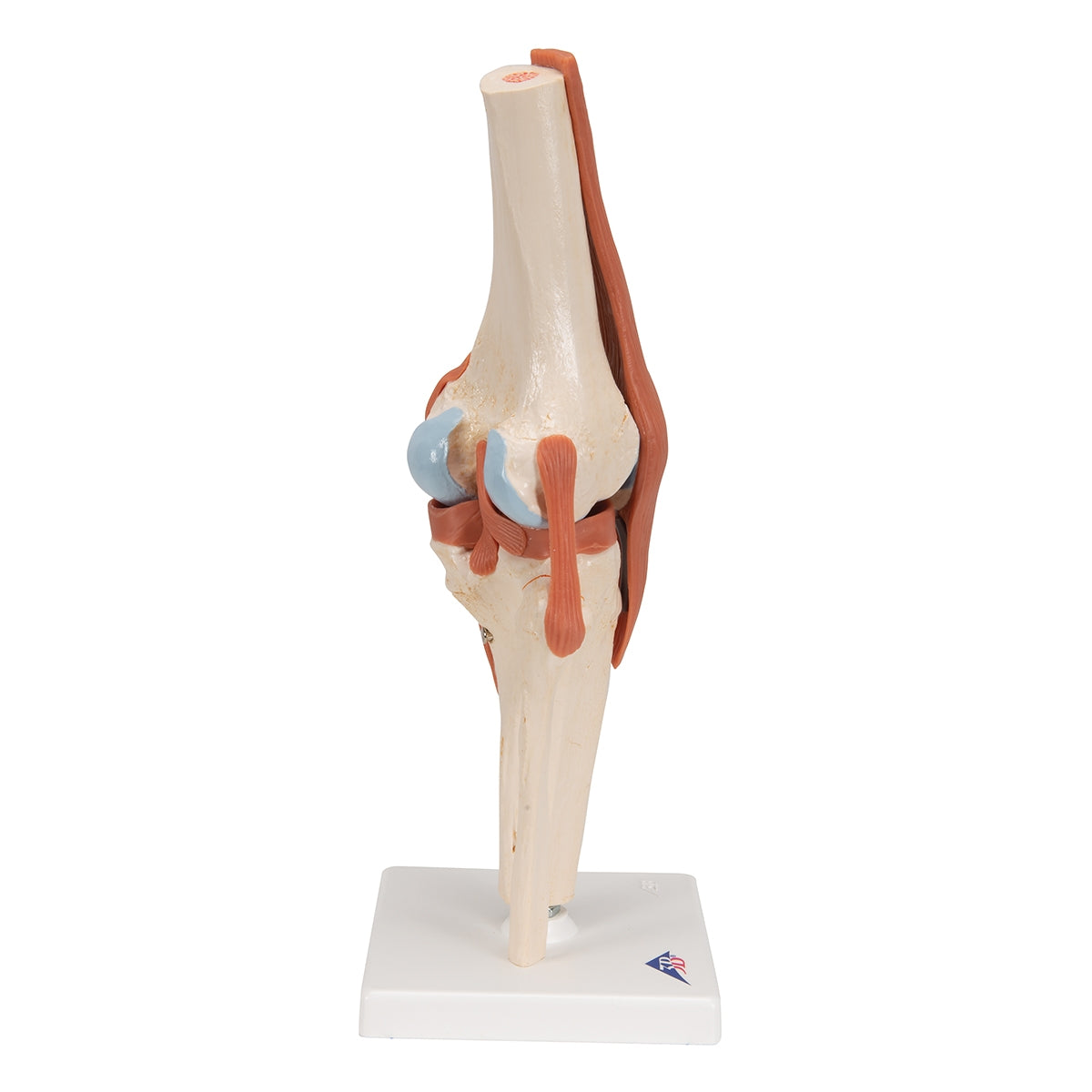 Functional Human Knee Joint Model with Ligaments & Marked Cartilage - 3B Scientific