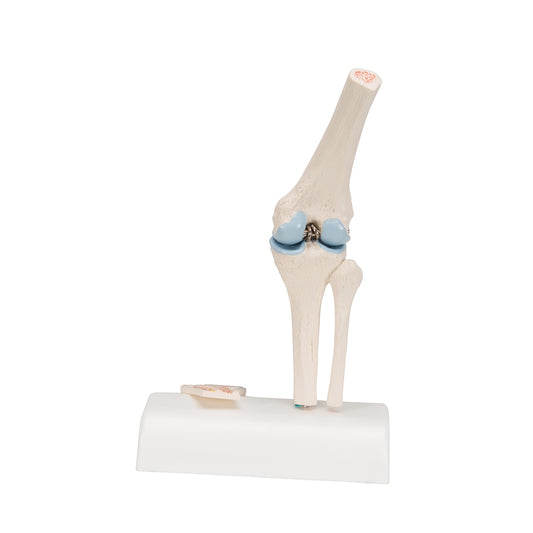 Mini Human Knee Joint Model with Cross Section - 3B Scientific