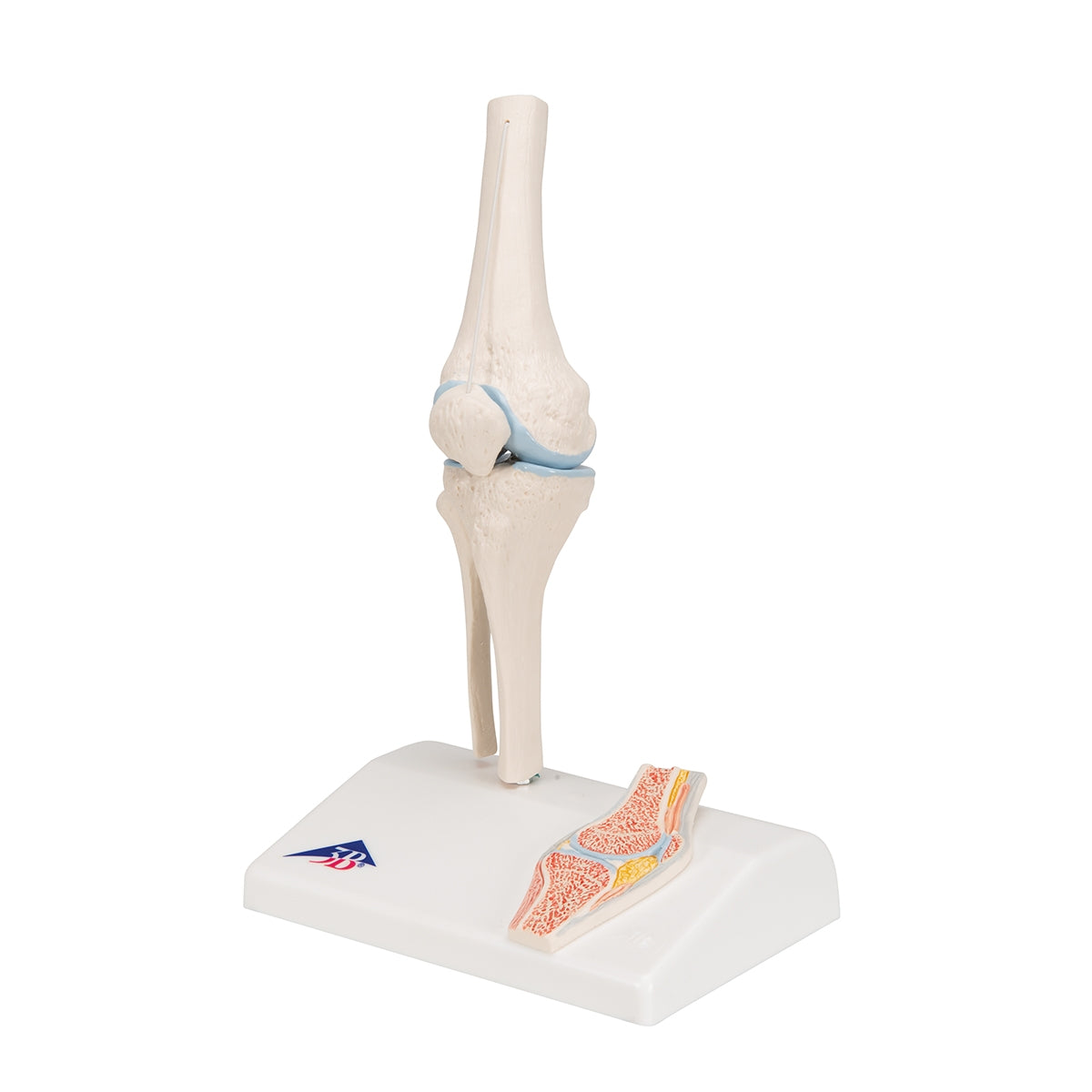 Mini Human Knee Joint Model with Cross Section - 3B Scientific