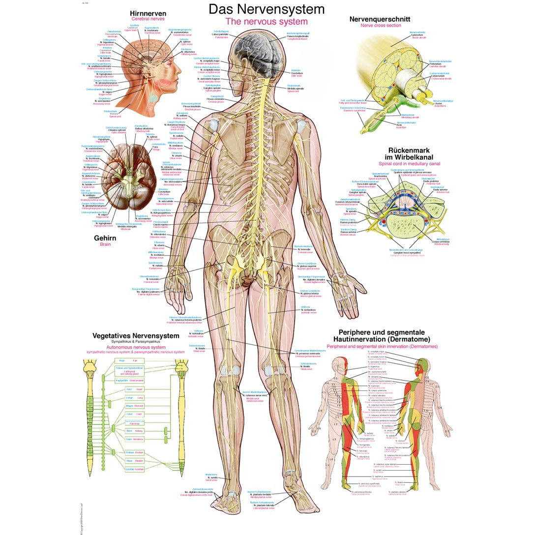 The Nervous System - Small Poster