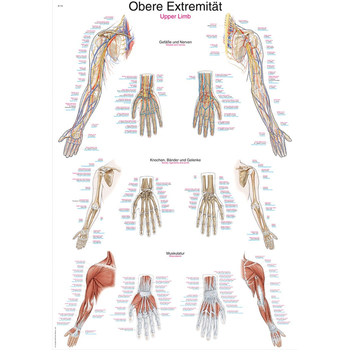 Upper Limbs - Small Poster