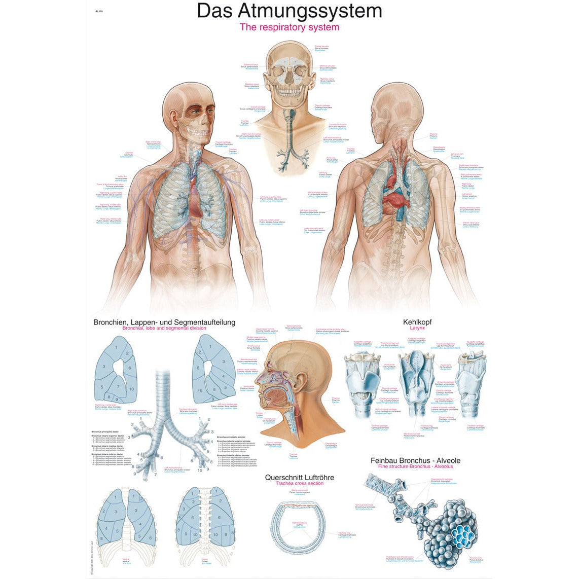 The Respiratory System - Small Poster