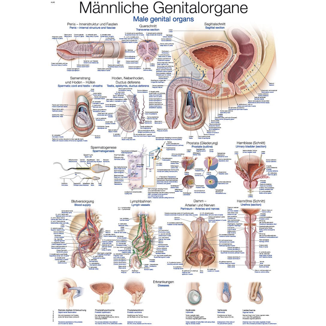 Male Genital Organs - Small Poster