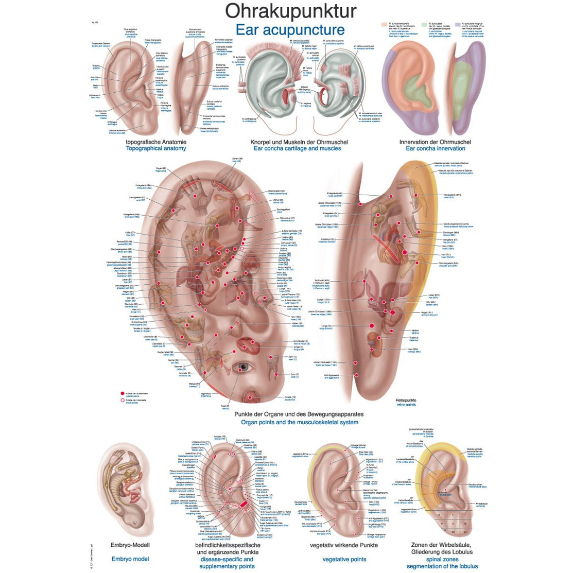 Ear Acupuncture - Small Poster