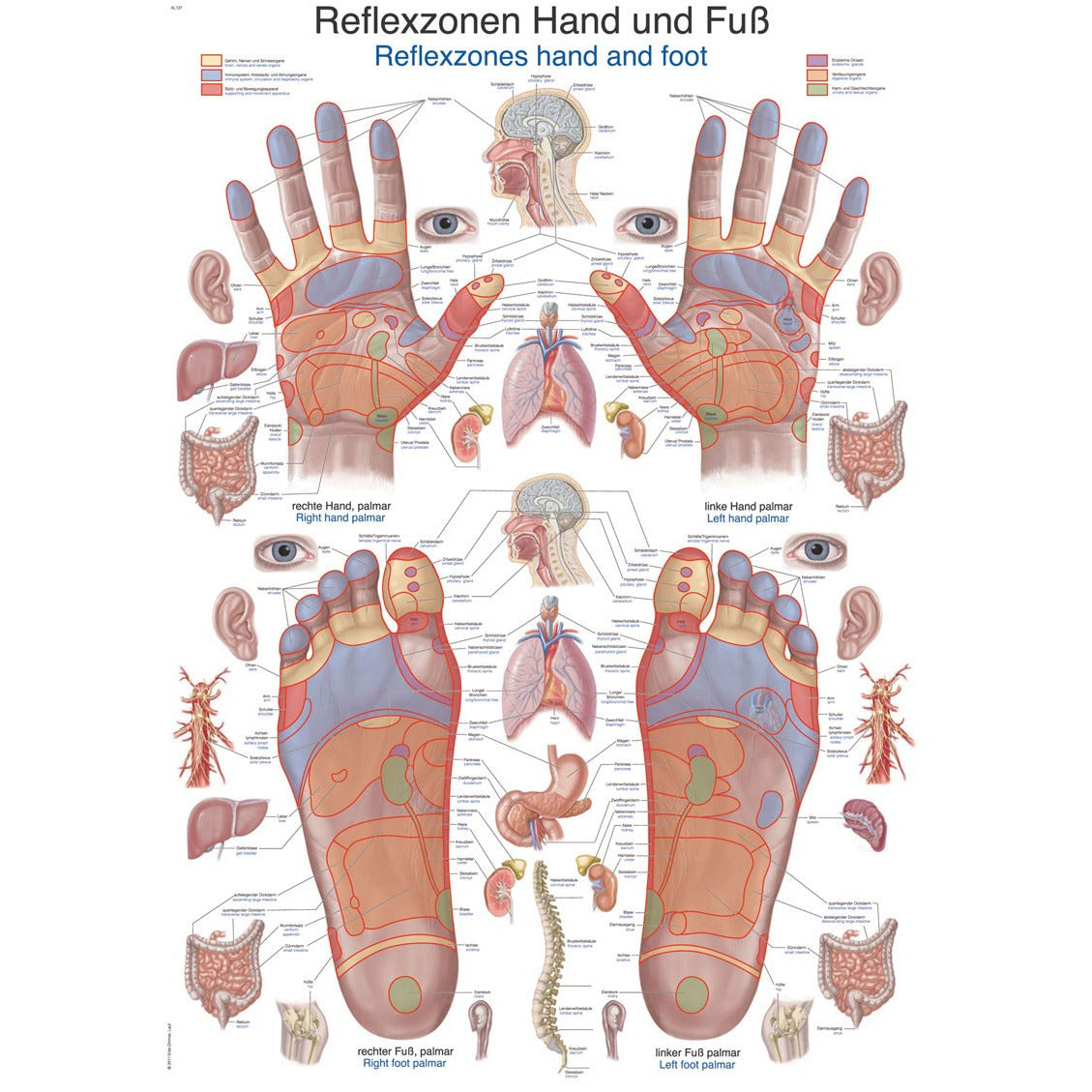 Hand and Foot Reflex Zones - Poster