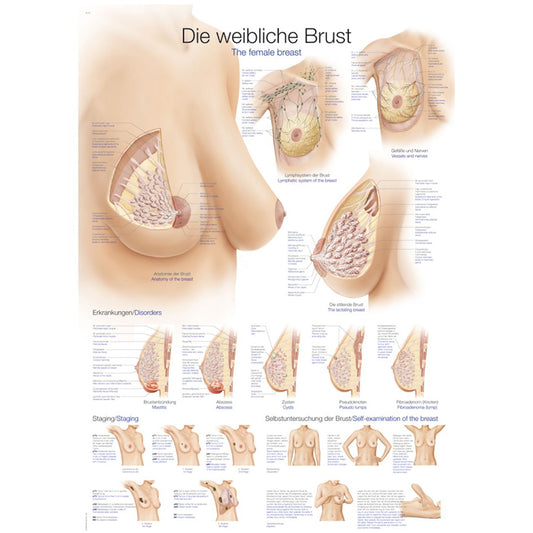 The Female Breast - Small Poster