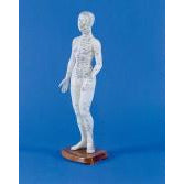 Female Chinese Acupunture Model