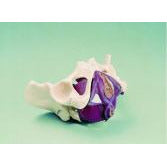 Female Pelvis with Musculature