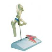 Miniature Hip Joint Model