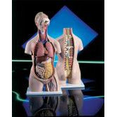 Sexless Torso With Open Back