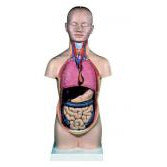 Mini Torso With Detachable Head