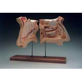 Nose And Olfactory Organ