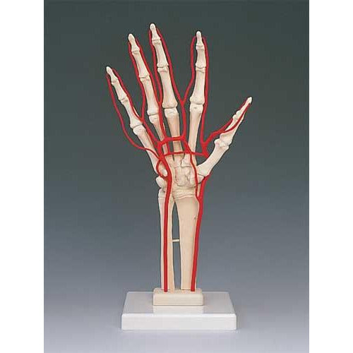 Skeleton Of The Hand With Arteries