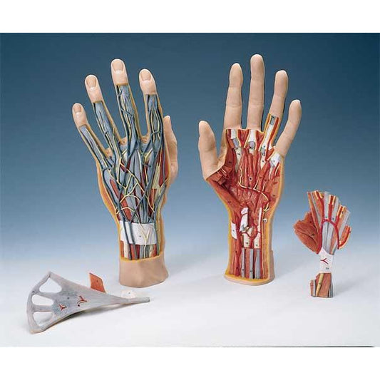 Hand Structure Model, 3 - Part