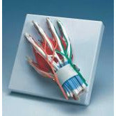 Hand with Hand Joint