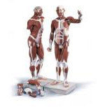 Male Muscular Figure