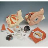 Eye Model