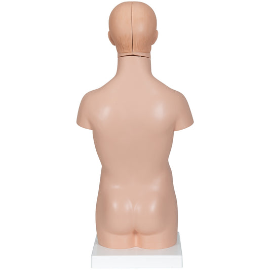 Mini Human Torso Model, 12 part - 3B Scientific