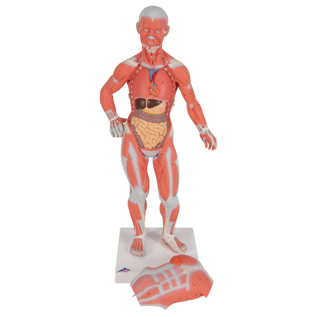 1/3 Life-Size Human Muscle Figure, 2 part - 3B Scientific