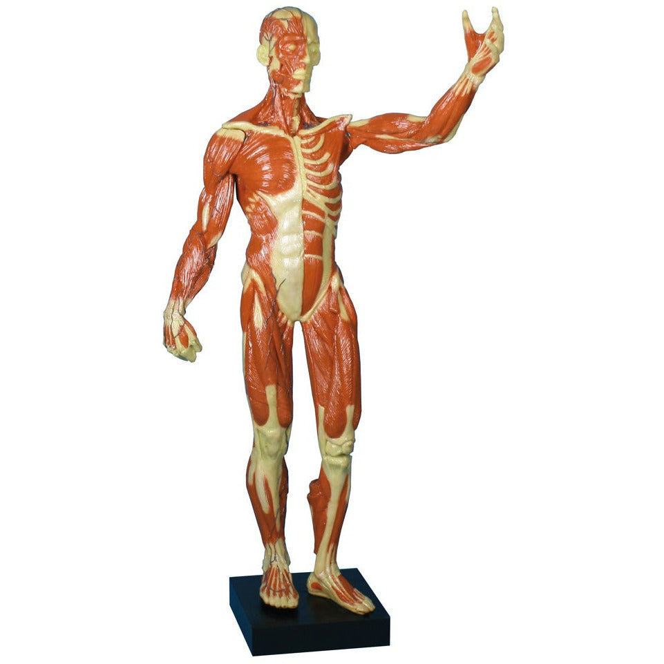 Muscular Figure - One Third Life-Size