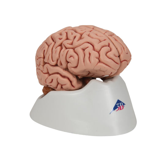 Classic Human Brain Model, 5 part - 3B Scientific