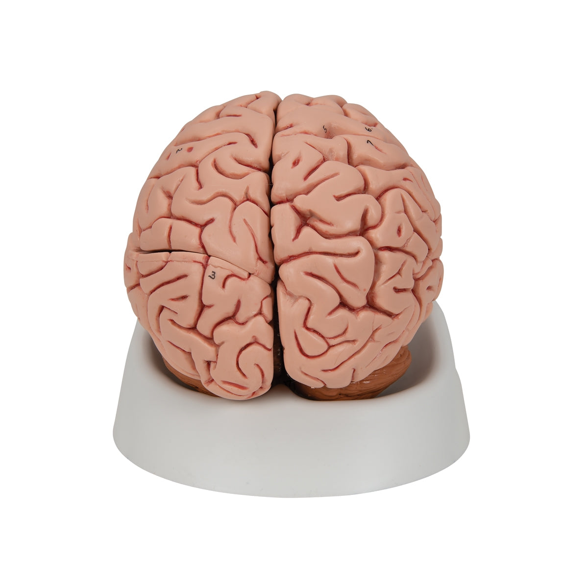 Classic Human Brain Model, 5 part - 3B Scientific