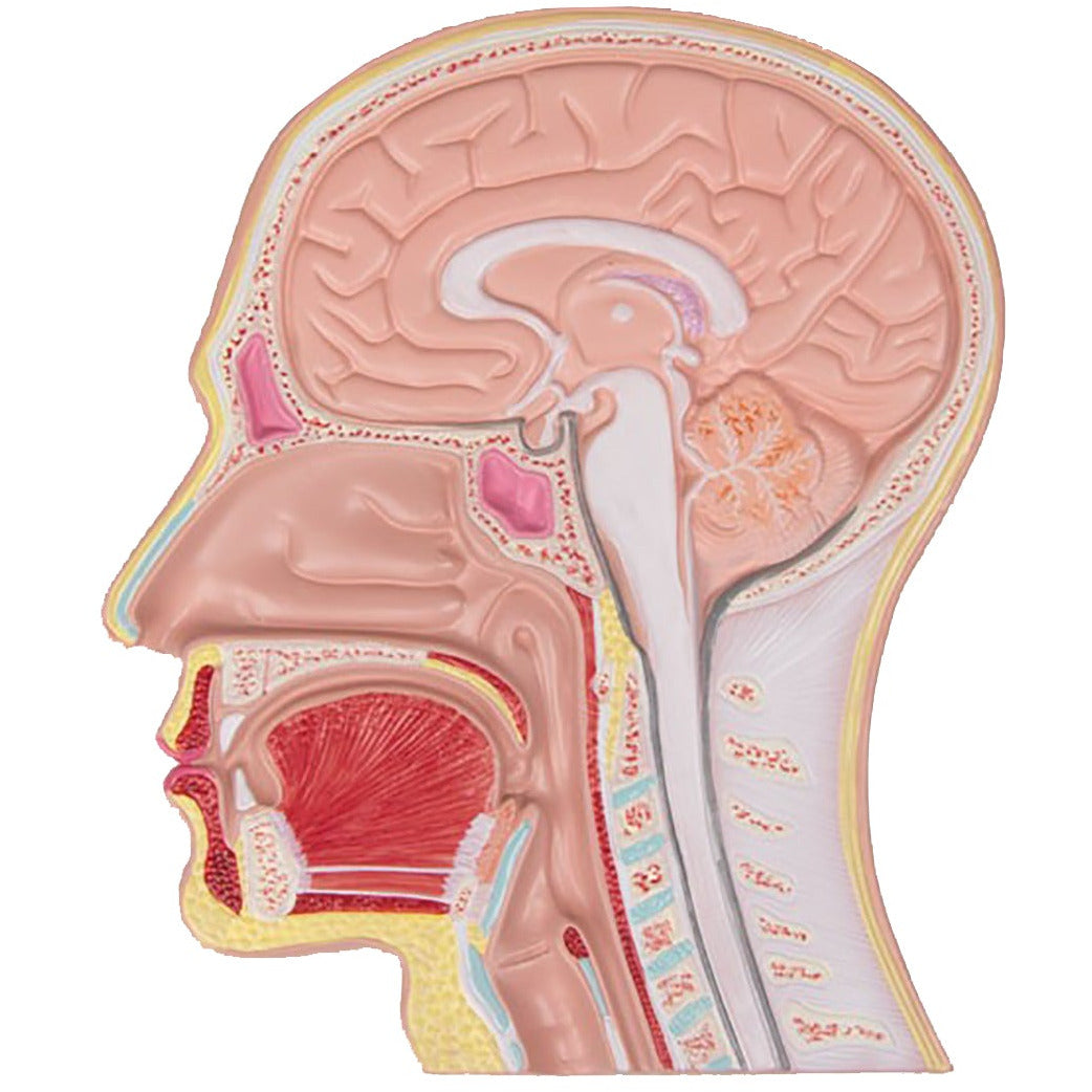 Median Section of the Head - Relief Model -