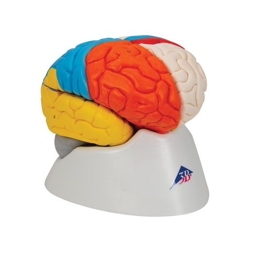 Human Neuro-Anatomical Brain Model, 8 part - 3B Scientific