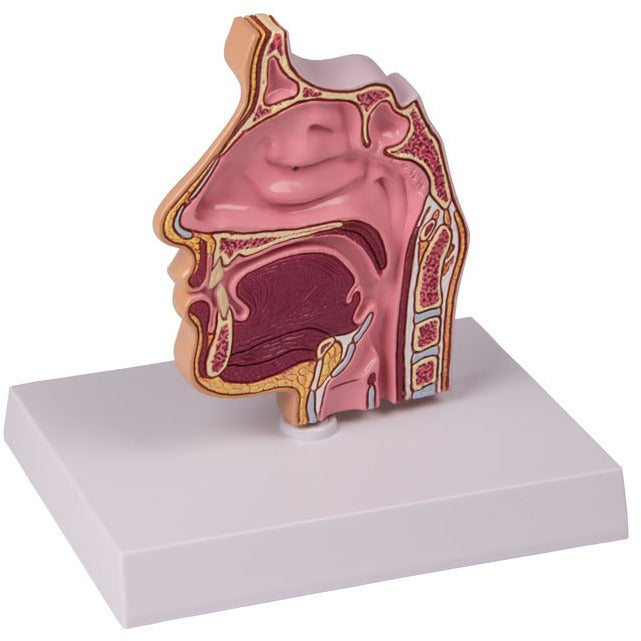 Nose and Sinus Model