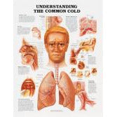 Poster: Understandng The Common Cold