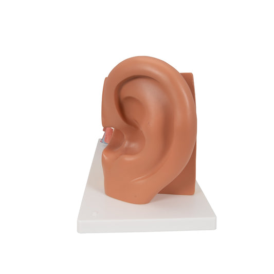 Human Ear Model, 3 times Life-Size, 4 part - 3B Scientific