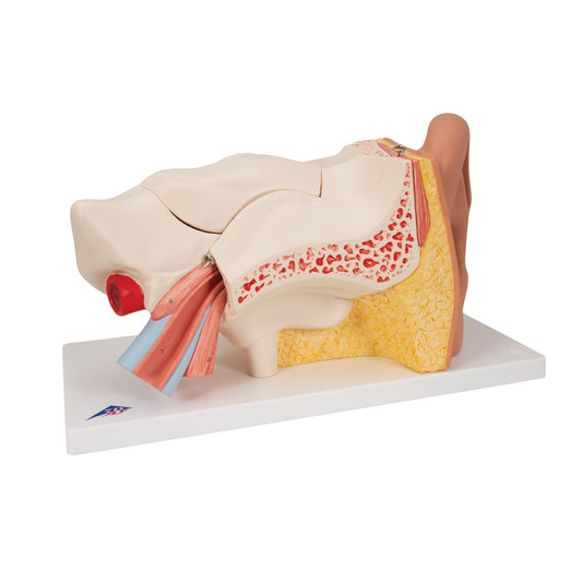 Human Ear Model, 3 times Life-Size, 6 part - 3B Scientific