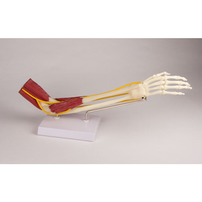 Elbow Joint with Musculature - Erler Zimmer